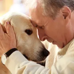 An elderly man gently strokes his golden retriever's head. They share a tender moment, a reminder of how long do dogs live and the precious time we have with them.