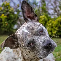 A spotted dog tilts its head, curious about why dogs tilt their heads.