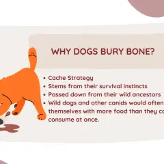 An orange dog buries a bone, illustrating why dogs bury bones as a survival instinct passed down from wild ancestors.