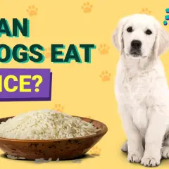 A curious puppy sits next to a bowl of rice, with the text "CAN DOGS EAT RICE?" above.