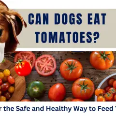 A curious dog sniffs a tomato, prompting the question: can dogs eat tomatoes? The image displays various ripe tomatoes and cherry tomatoes.