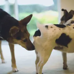 Two dogs greet each other. The dog on the left sniffs the rear of the dog on the right, a common way dogs learn about each other.