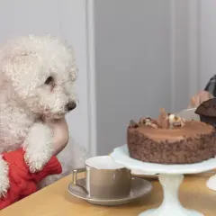 A fluffy white dog looks longingly at a chocolate cake, making one wonder, "can dogs eat chocolate?