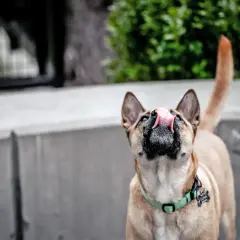 A dog with a green collar is licking the air, its pink tongue extended.