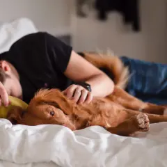 A ginger dog rests on a person in bed, a sweet moment that answers why does my dog lay on me: for comfort and connection.