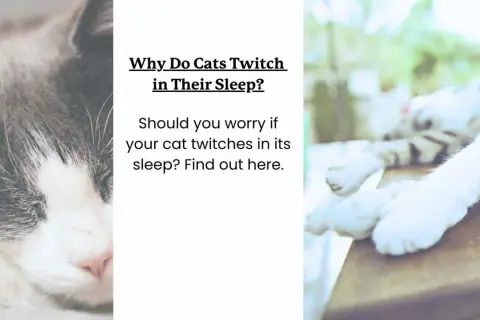 Close-up of a sleeping cat's face. Text asks, "Why Do Cats Twitch in Their Sleep?" and "Can cats have nightmares?