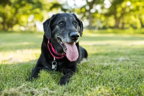 A senior black lab rests in the grass, its muzzle graying. Observing its teeth and coat can help tell how old a dog is.