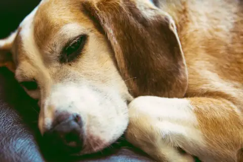 A beagle rests its head on its paws, eyes partially open. Do dogs sleep with their eyes open? This sleepy pup seems to be proving it's possible.