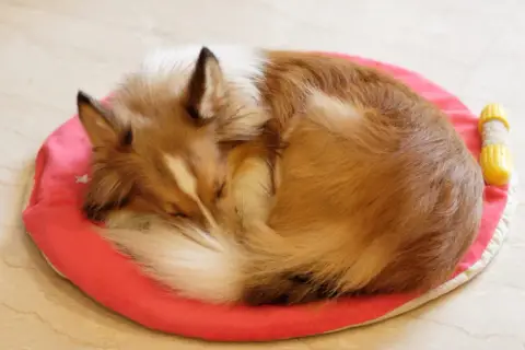 A fluffy dog sleeps curled up on a pink mat, a common way dogs circle before they lay down to get comfortable.