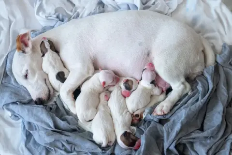 A mother dog sleeps with her litter of six newborn puppies. This image shows how many puppies can a dog have, a beautiful sight of new life.