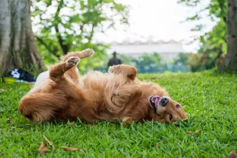 Golden retriever rolls on grass, tongue out. Perhaps it's trying to mask its scent, a reason why do dogs roll in poop.