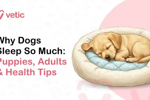 A golden puppy sleeps soundly in a plush bed, illustrating why dogs sleep so much. Text reads "Why Dogs Sleep So Much: Puppies, Adults & Health Tips.