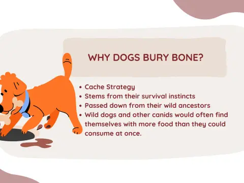 Why Do Dogs Bury Bones? - Instincts, Problems & Solutions