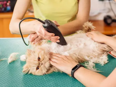 Matted Cat Hair - Remove Knots Safely Without Cutting