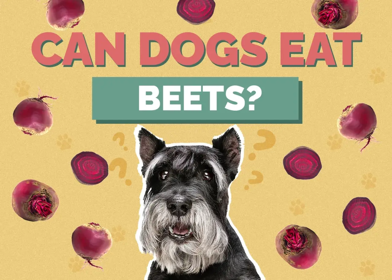 A schnauzer dog looks up curiously surrounded by beets and question marks, asking "Can dogs eat beets?".