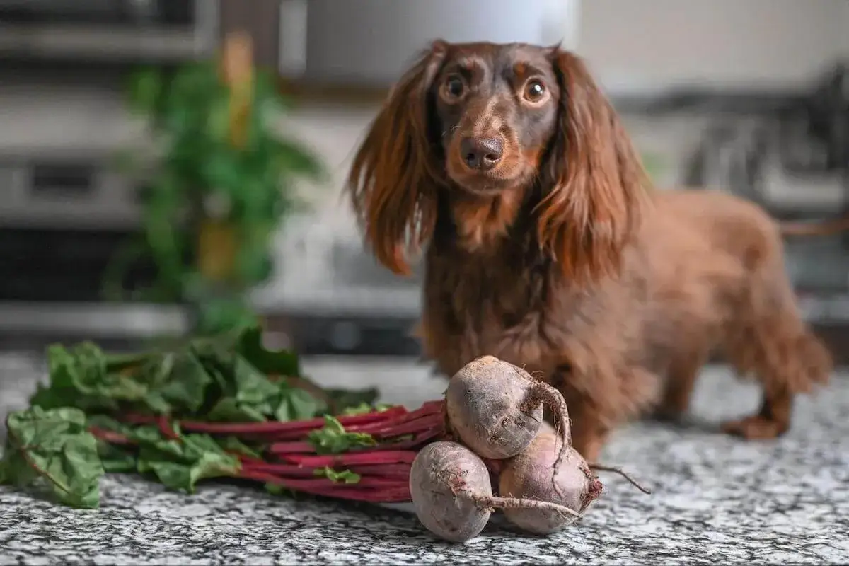 A long-haired dachshund looks curiously at a bunch of beets, prompting the question: can dogs eat beets?