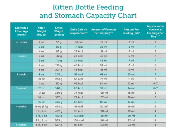 Kitten bottle feeding and stomach capacity chart showing age, weight, caloric needs, and formula amounts per day and feeding.