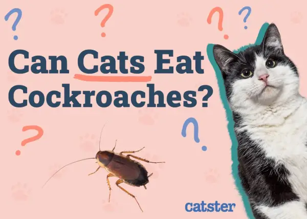 A black and white cat looks curiously at a cockroach, with the text "Can Cats Eat Cockroaches?" and question marks scattered around.
