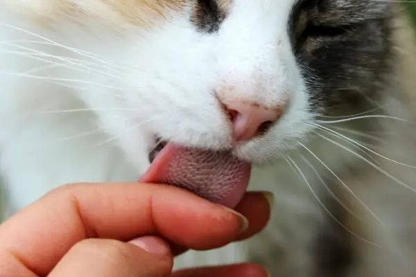 A cat's rough tongue licks a finger, a tender gesture that makes you wonder, why does my cat lick my face? It's a sign of affection and grooming.