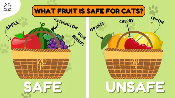 Safe fruits for cats include apples, watermelon, and blueberries. Unsafe fruits are oranges, cherries, and lemons.