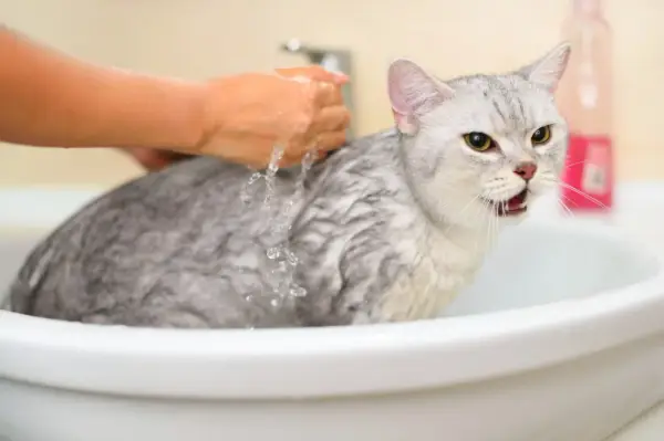 A wet, unhappy cat in a sink, with a hand pouring water over it. This might explain why do cats hate water.