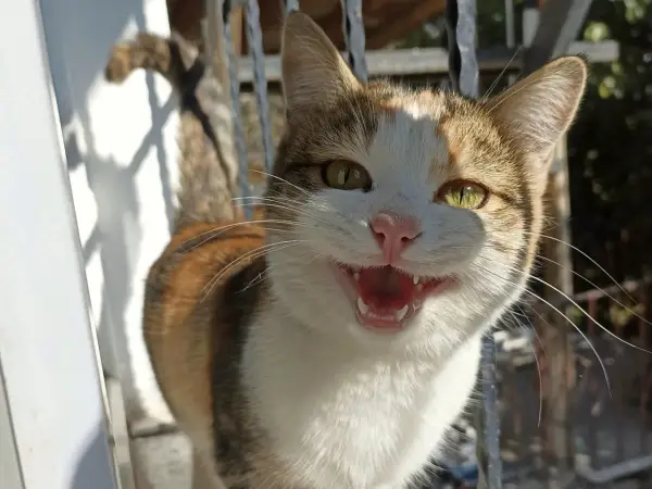 A calico cat with bright green eyes is looking at the camera with its mouth open, as if asking "why is my cat meowing so much all of a sudden?".