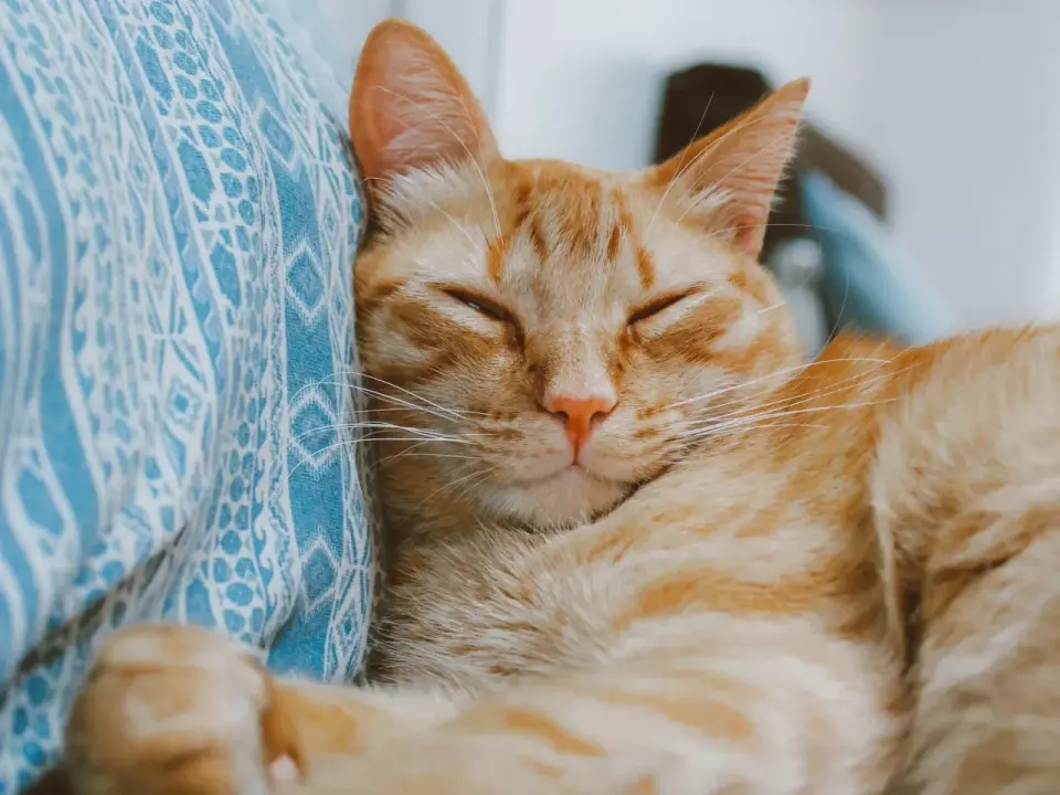 Cat Purrs - What Do They REALLY Mean? Beyond Happiness