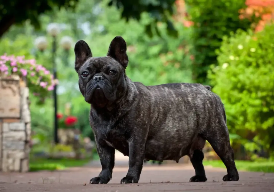 False Pregnancy in Dogs - What Every Owner Needs to Know